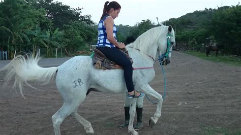 Se vende Potranca Pony, en proceso de Doma. . Venta de caballos nicaragua